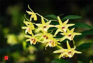 游客爆料石斛的视频下载,石斛生长奇观，高清视频带你一探究竟